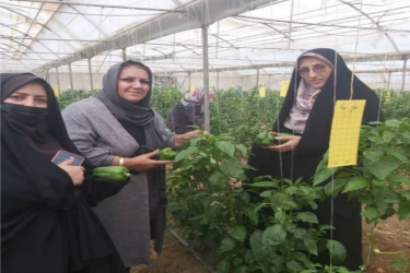 مدیر کل امور زنان و خانواده استانداری از گلخانه سبز رضا بازدید کرد